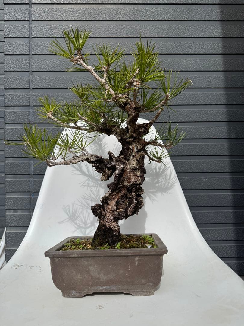 錦松　中品盆栽　持ち込み古いです