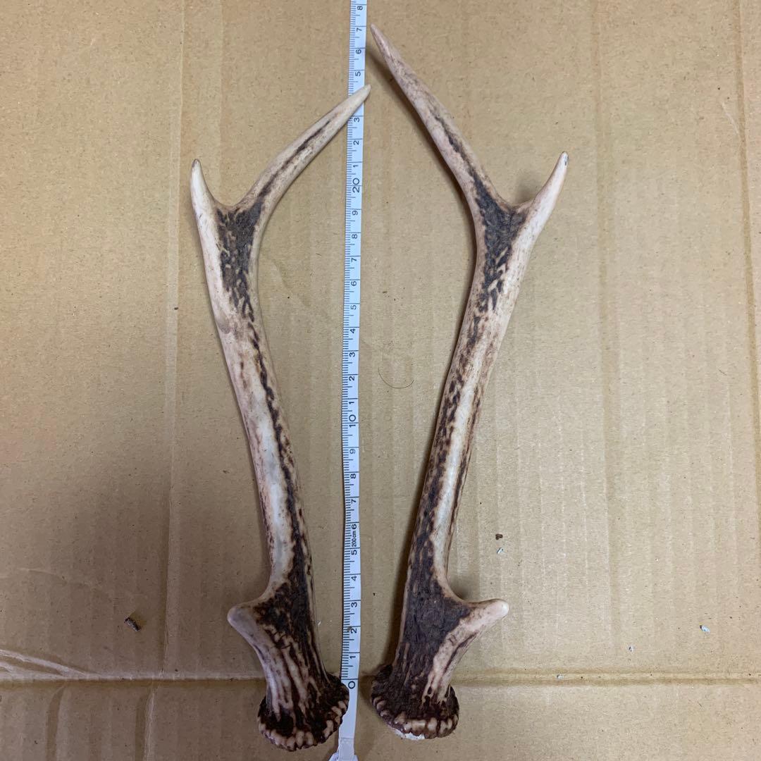 鹿の角 鹿角 38本　インテリア 犬 おもちゃ
