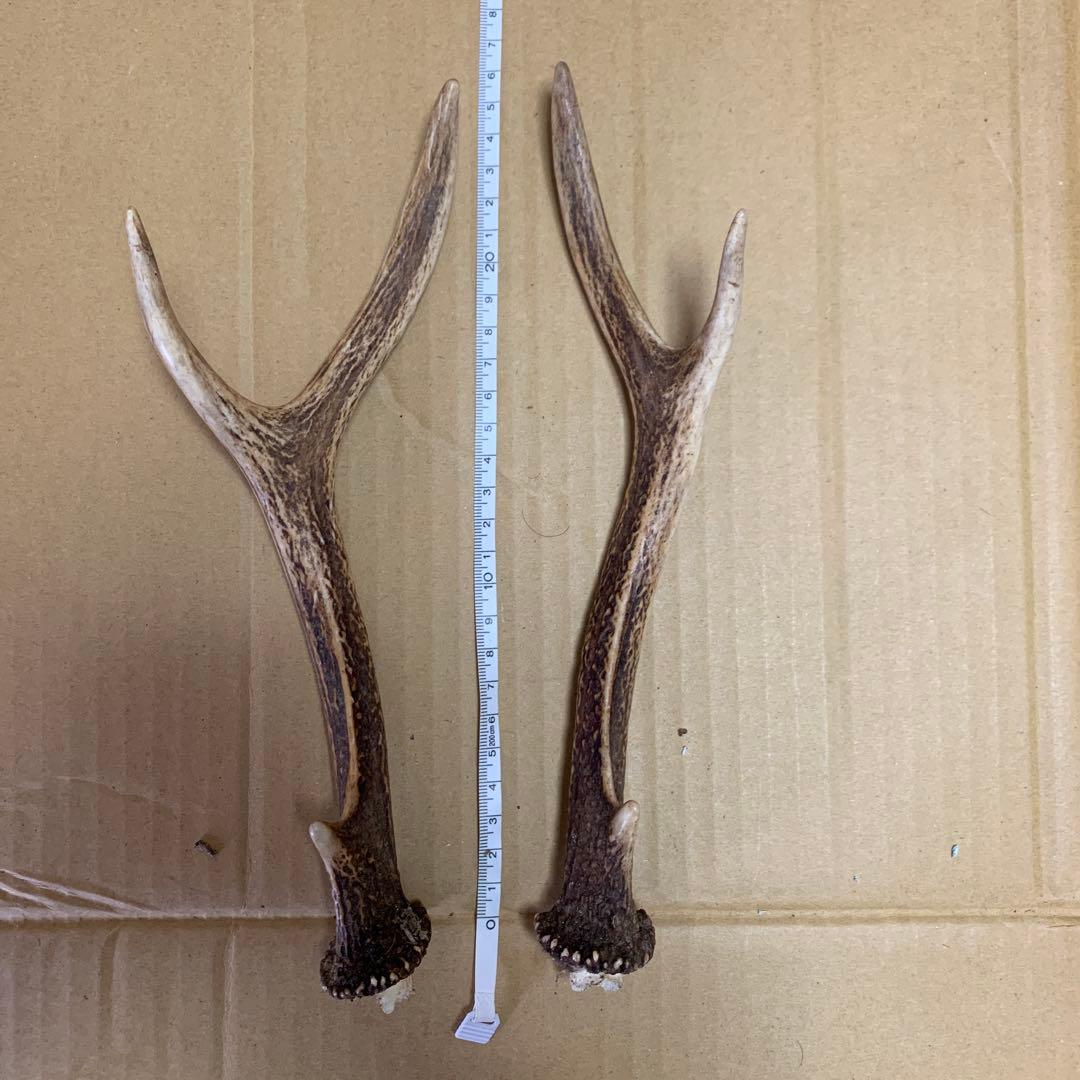 鹿の角 鹿角 38本　インテリア 犬 おもちゃ