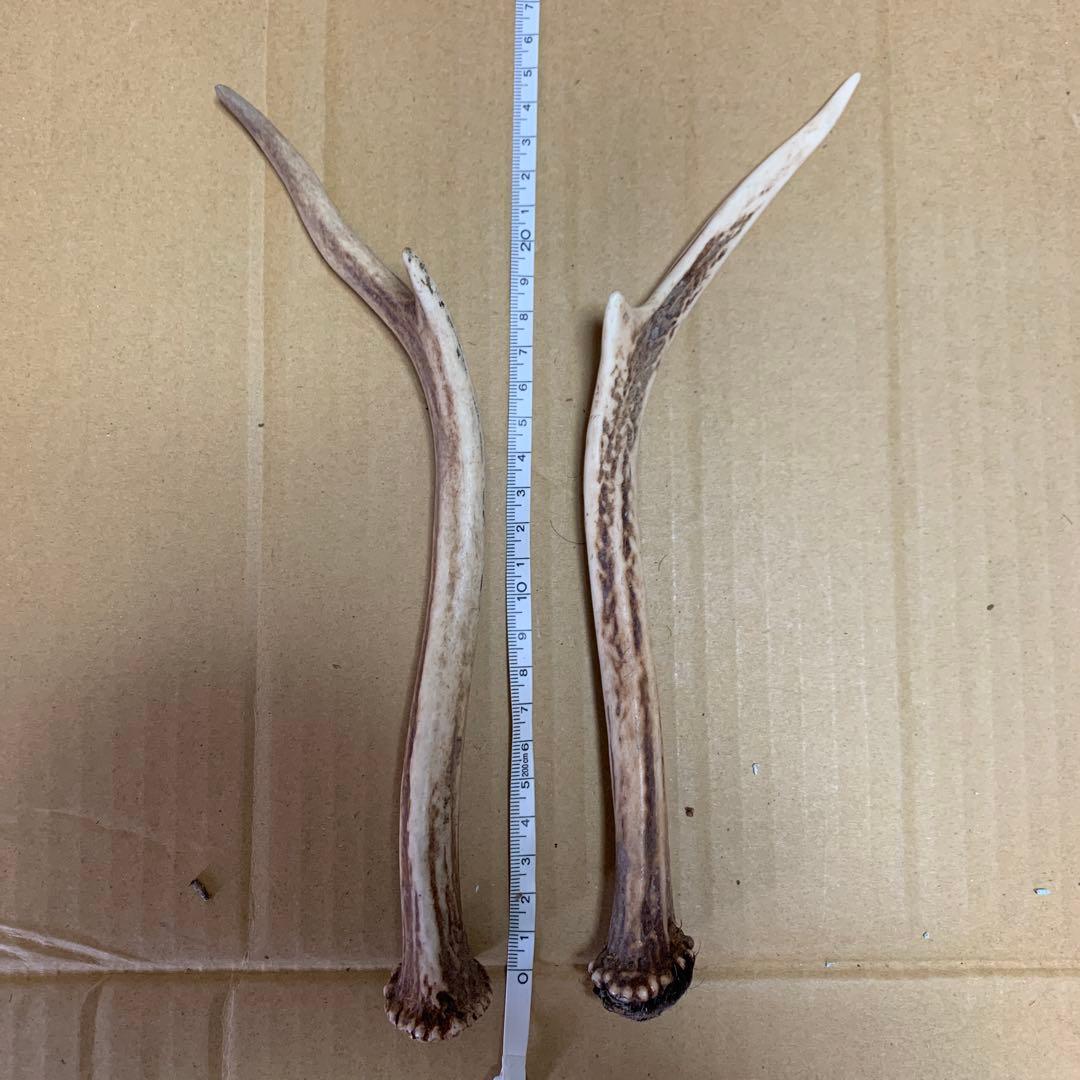 鹿の角 鹿角 38本　インテリア 犬 おもちゃ