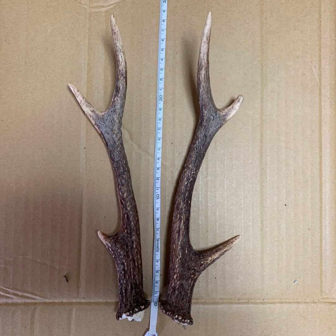 鹿の角 鹿角 38本　インテリア 犬 おもちゃ