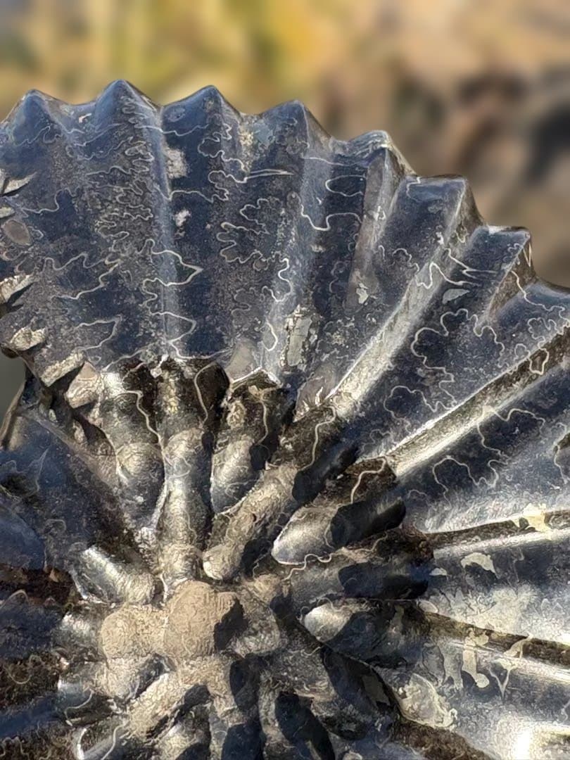 ❗️ ✳厳選　超レア　❤️大きめ　極美品アンモナイト　収蔵品　天然原石　化石 水晶