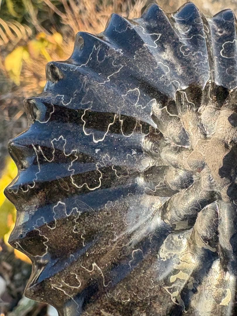 ❗️ ✳厳選　超レア　❤️大きめ　極美品アンモナイト　収蔵品　天然原石　化石 水晶