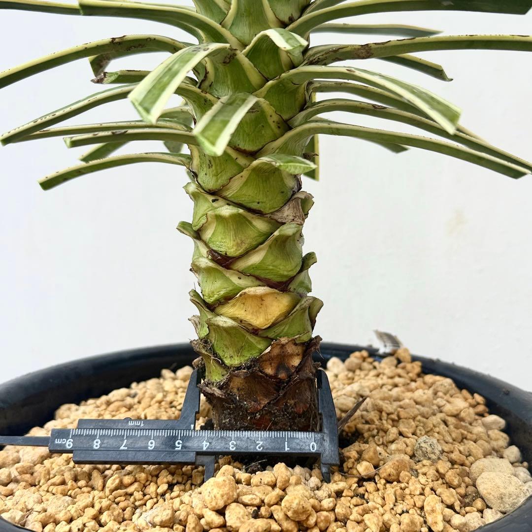 ユッカ アロイフォリア 斑入り②バリエガータ 千寿蘭