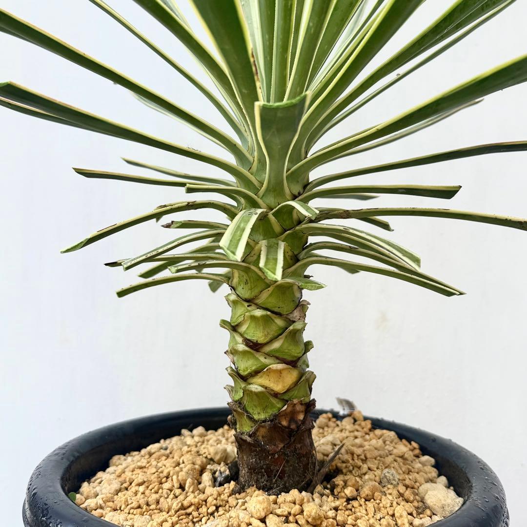 ユッカ アロイフォリア 斑入り②バリエガータ 千寿蘭