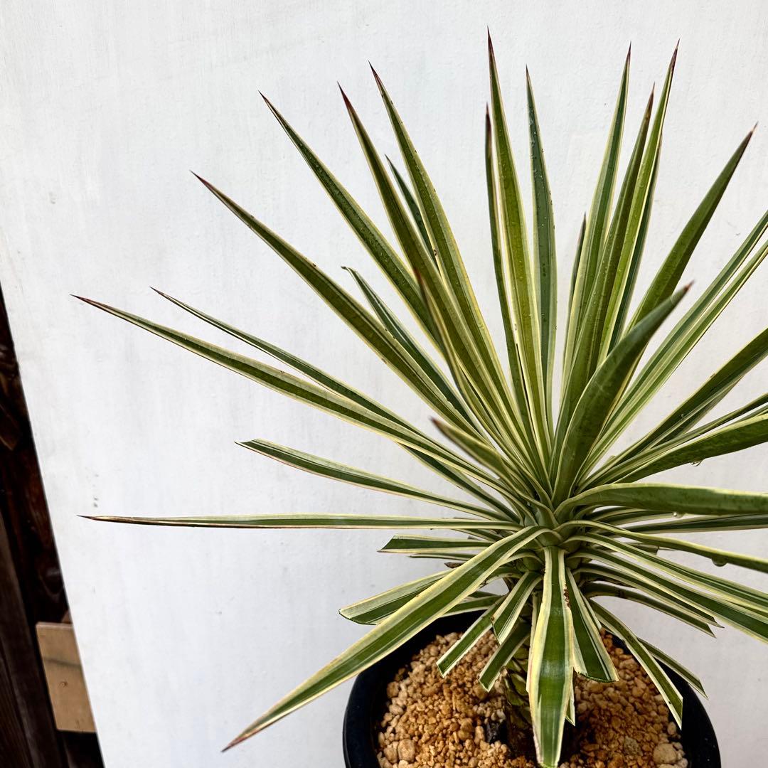 ユッカ アロイフォリア 斑入り②バリエガータ 千寿蘭