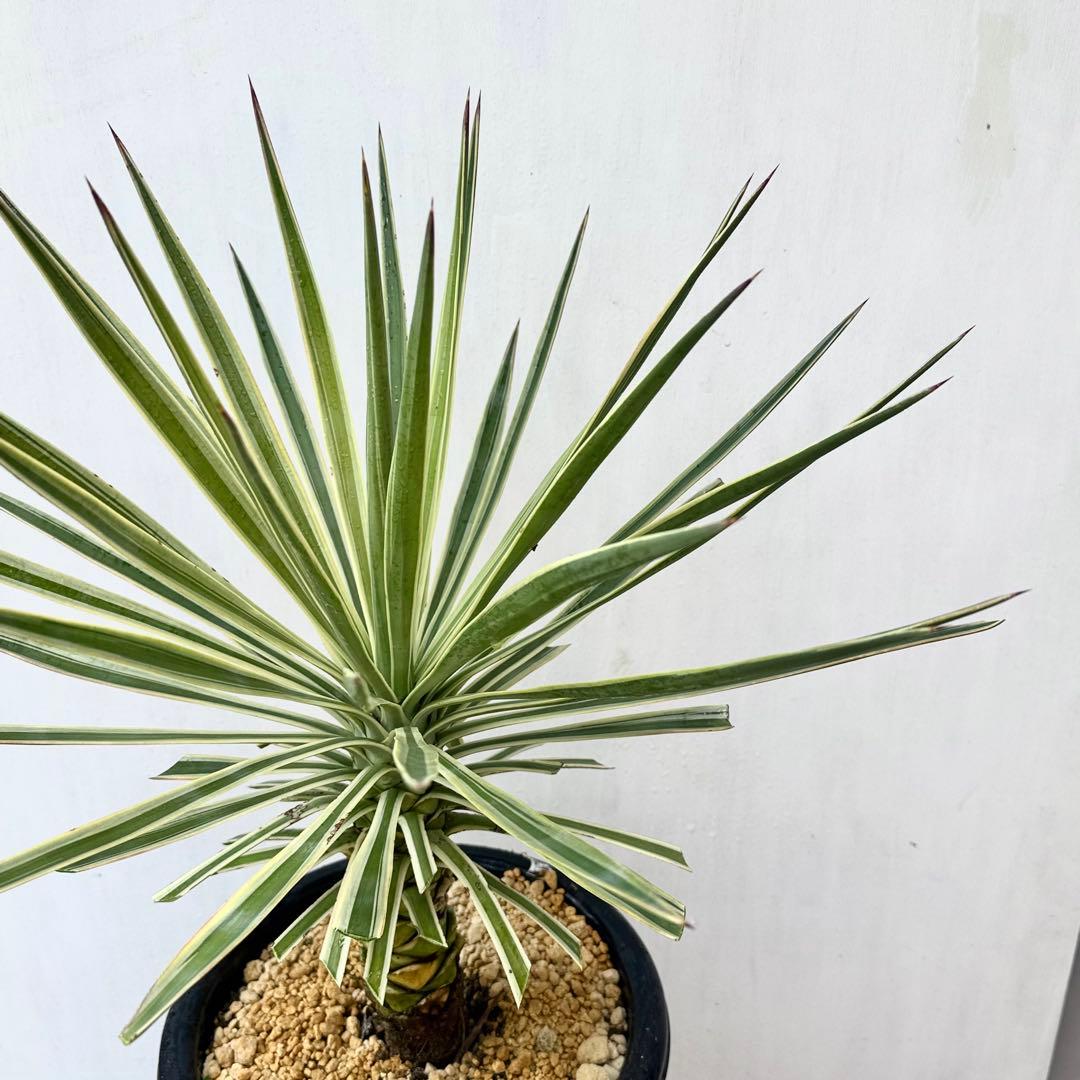 ユッカ アロイフォリア 斑入り②バリエガータ 千寿蘭