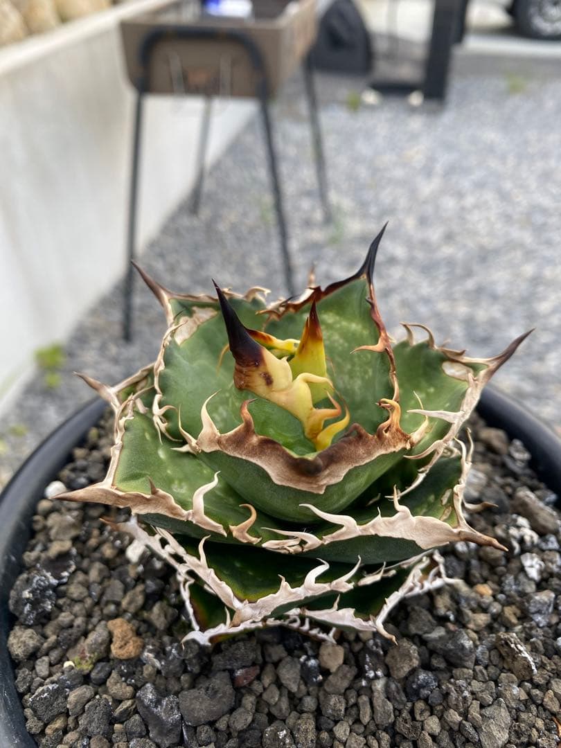 アガベ　オテロイ　実生