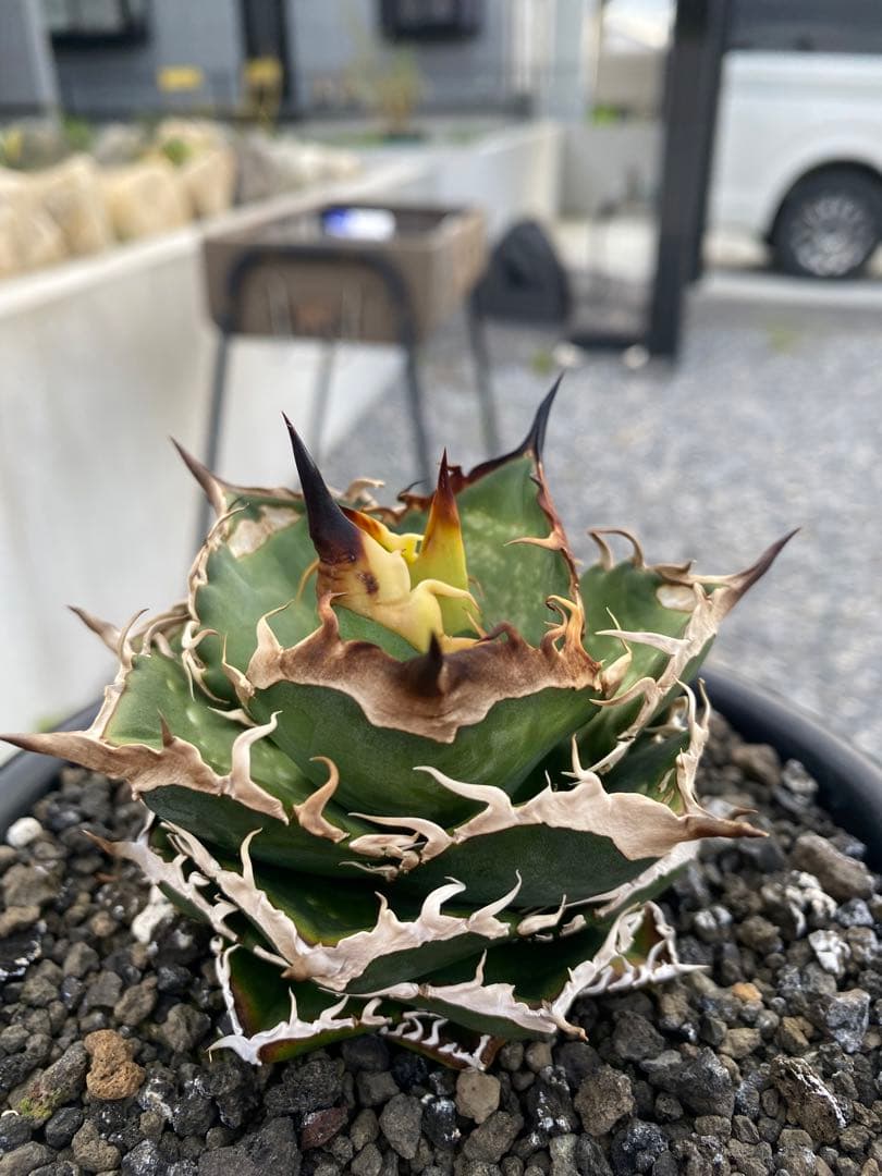 アガベ　オテロイ　実生