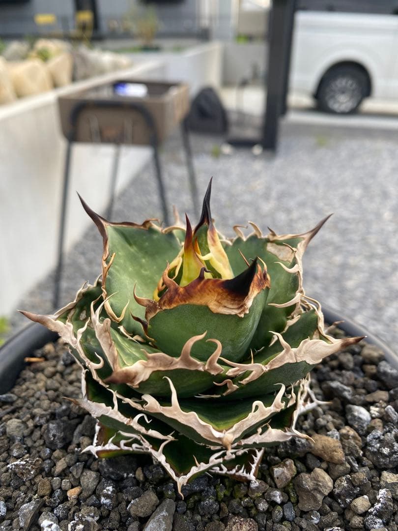 アガベ　オテロイ　実生