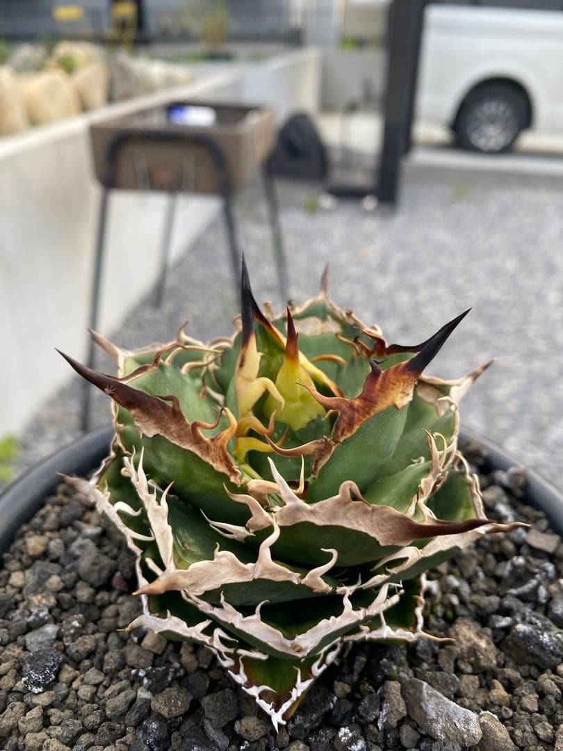 アガベ　オテロイ　実生