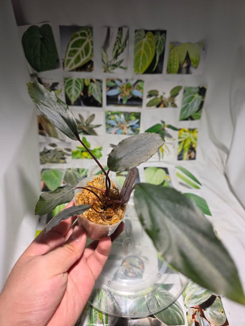 熱帯植物 ホマロメナsp.スラウェシ 黒葉 - メルカリ