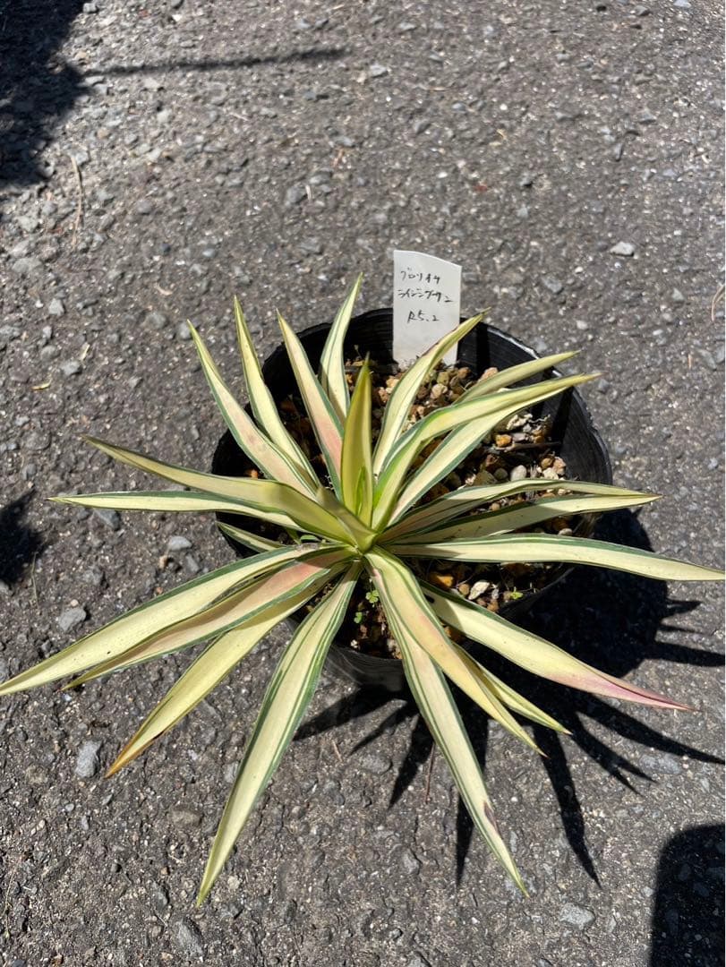 ユッカ グロリオサ ライジングサン - メルカリ