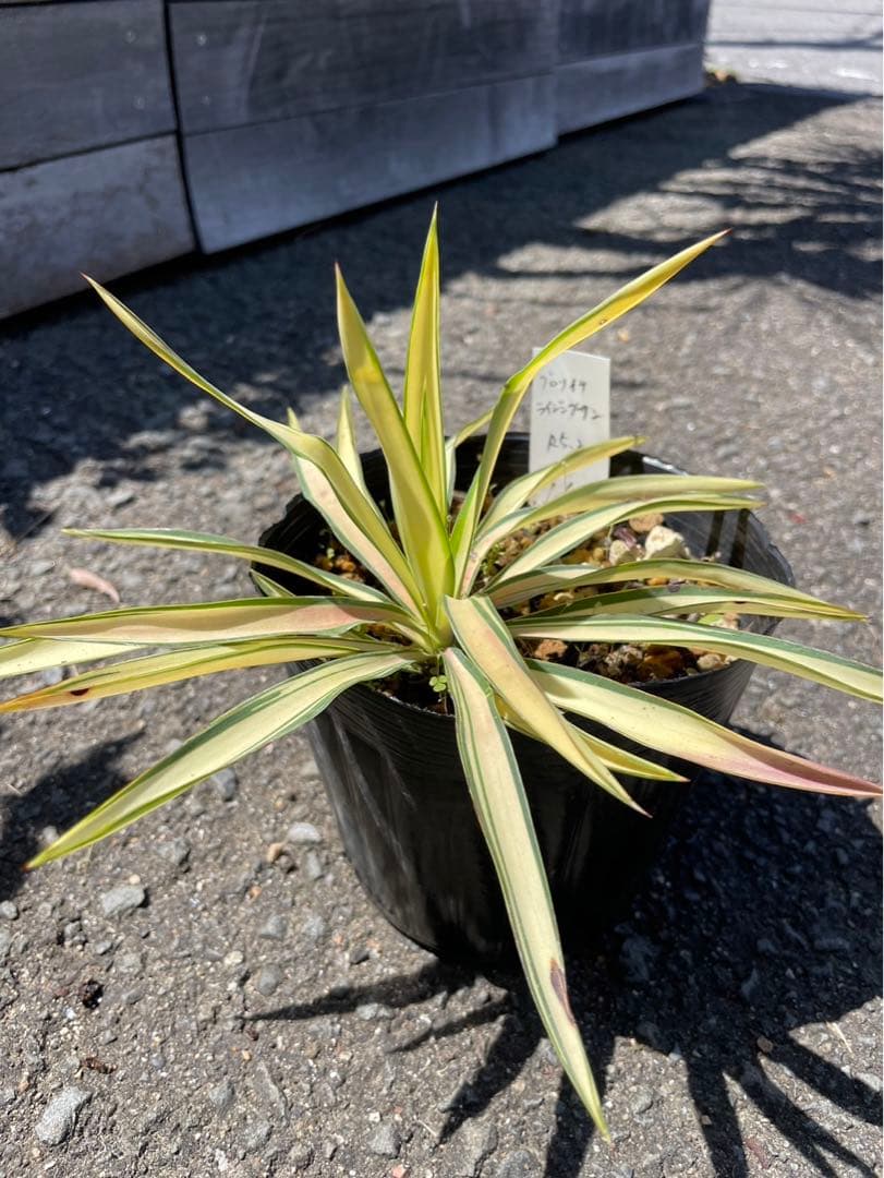 ユッカ グロリオサ ライジングサン - メルカリ