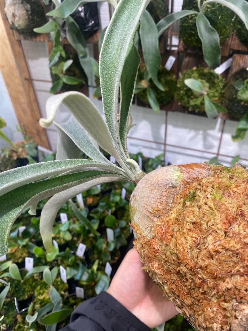 ベイチーワイルド 胞子培養 コルク付け 2/14 - メルカリ