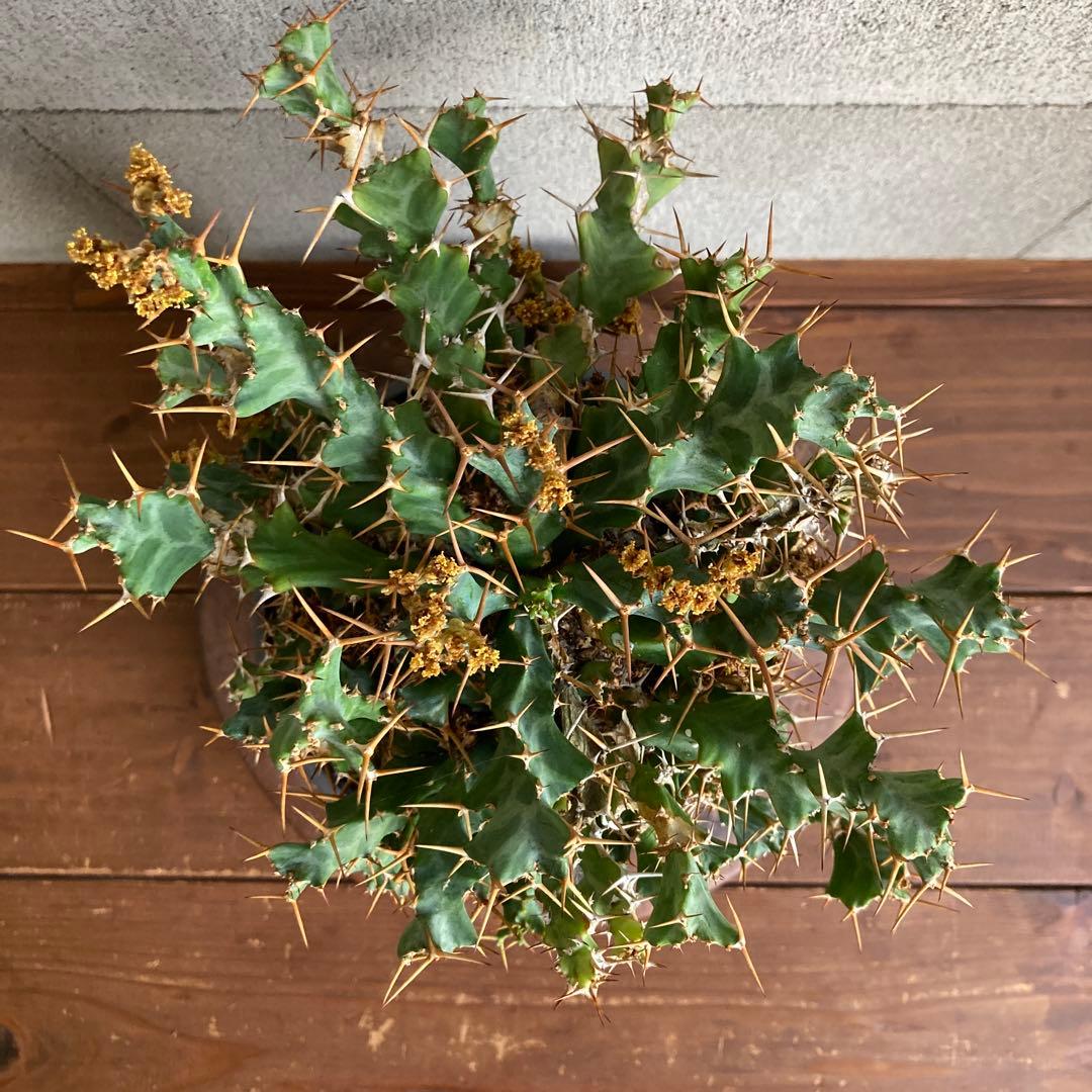 発根済み ユーフォルビア クラビゲラ