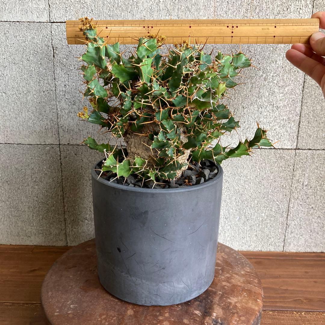 発根済み ユーフォルビア クラビゲラ