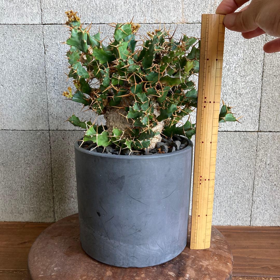 発根済み ユーフォルビア クラビゲラ