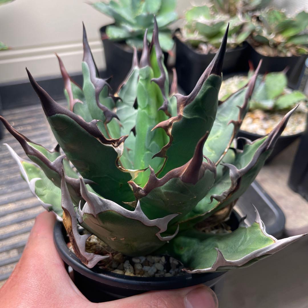 アガベ ハイブリッド キシロナカンサ×チタノタ 台湾輸入 ハイブリッド