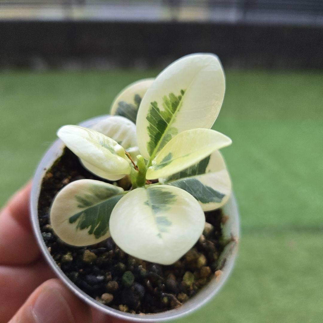 激レア フィカス パンダガジュマル 斑入り 4 希少 レア 観葉植物 白