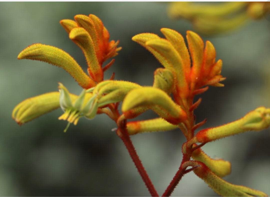 オージープランツ カンガルーポー 高さ70cm 多年草 オーストラリア