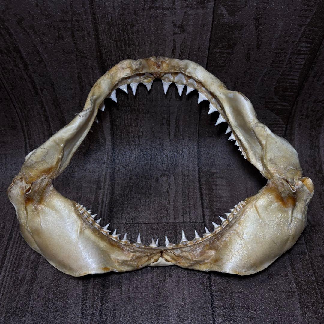 ホホジロザメ ホオジロザメ 鮫 サメ 歯 顎 アゴ 骨格標本 - メルカリ