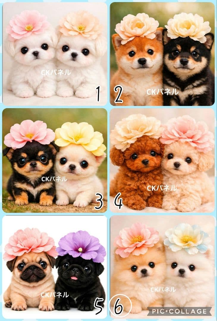 【2月】きゃんべる