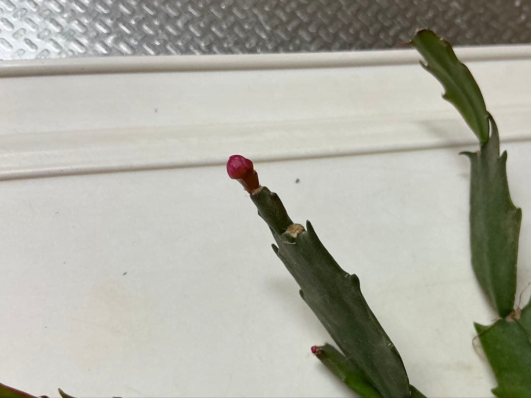 デンマークカクタス 根付き苗　花芽あり　ダークマリー　2苗