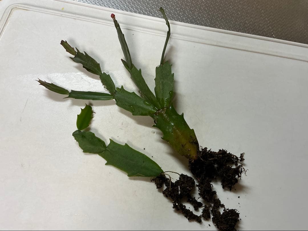 デンマークカクタス 根付き苗　花芽あり　ダークマリー　2苗