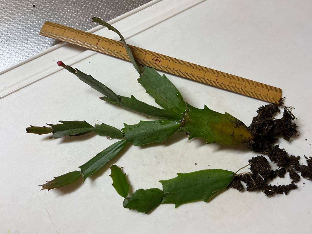 デンマークカクタス 根付き苗　花芽あり　ダークマリー　2苗