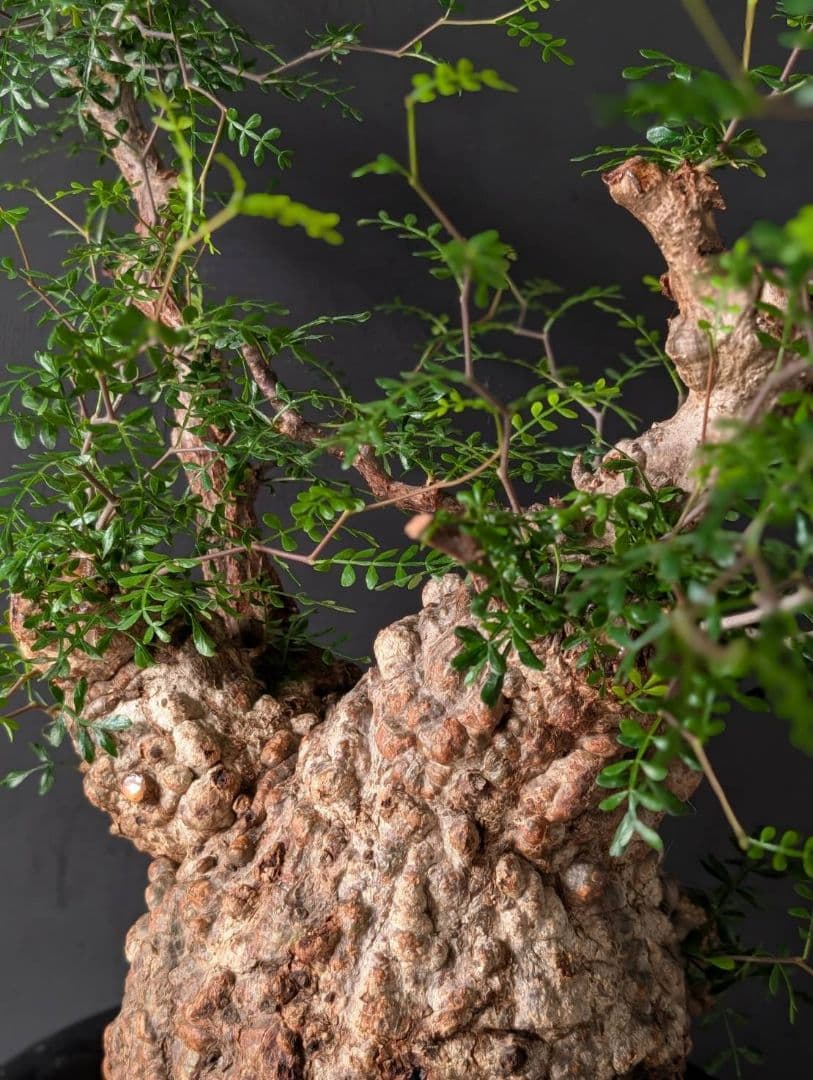 オペルクリカリアパキプス ベアルート 発根 発根管理 塊根 コーデックス