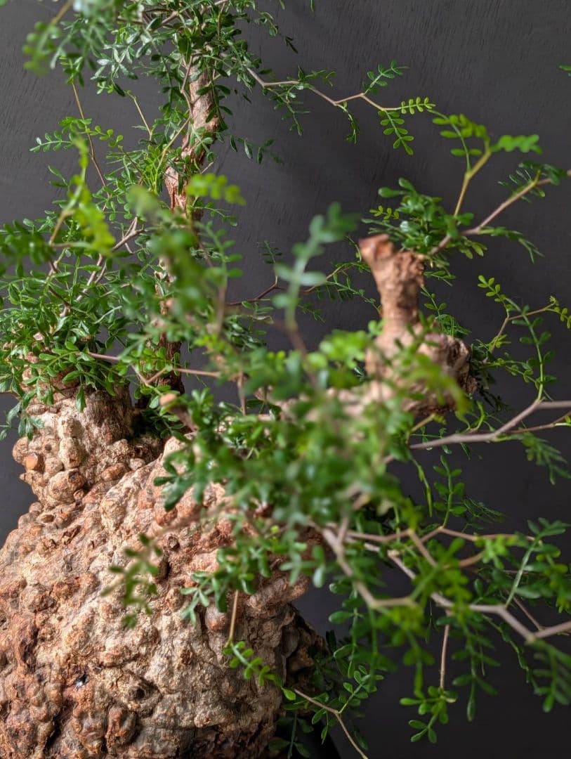 オペルクリカリアパキプス ベアルート 発根 発根管理 塊根 コーデックス