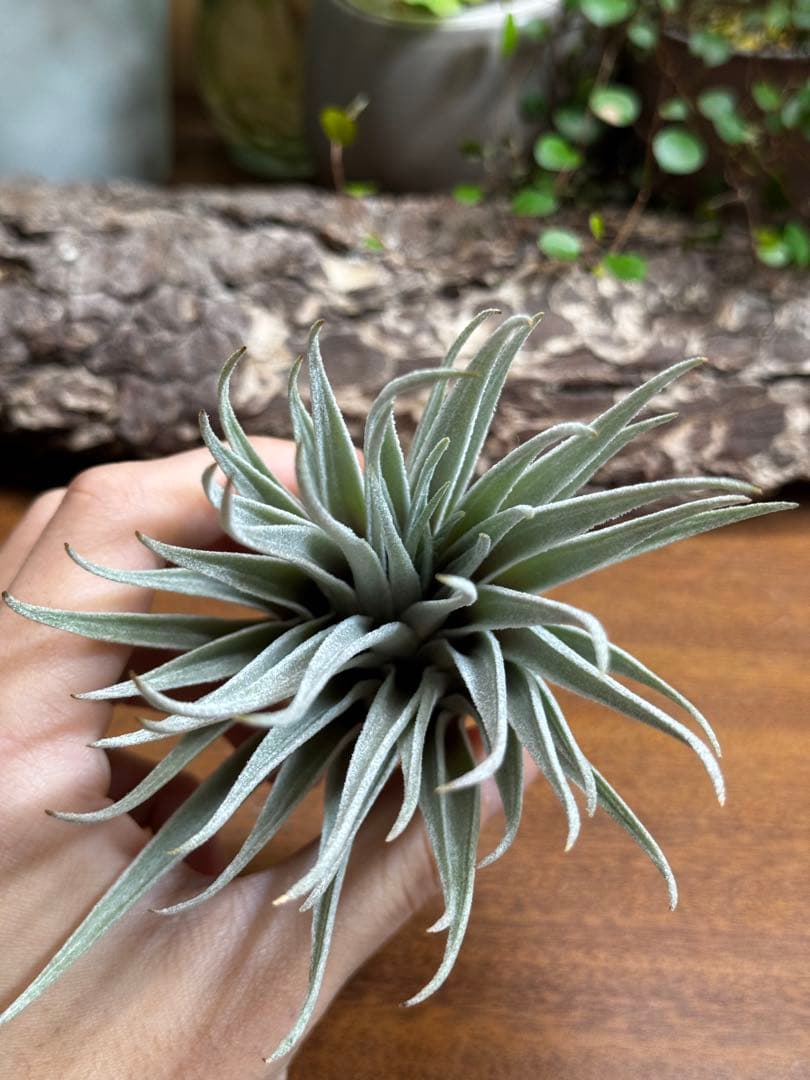 チランジア ロゼイフローラ×ベルニコーサ - メルカリ