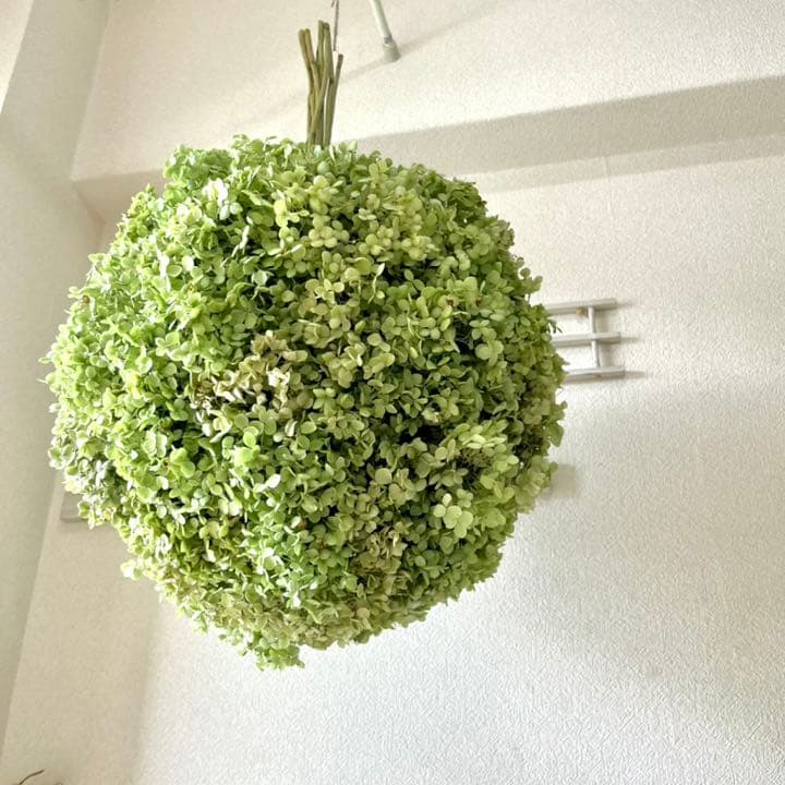 アナベル紫陽花フライングボールリース