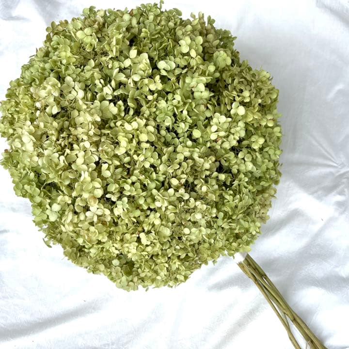 アナベル紫陽花フライングボールリース