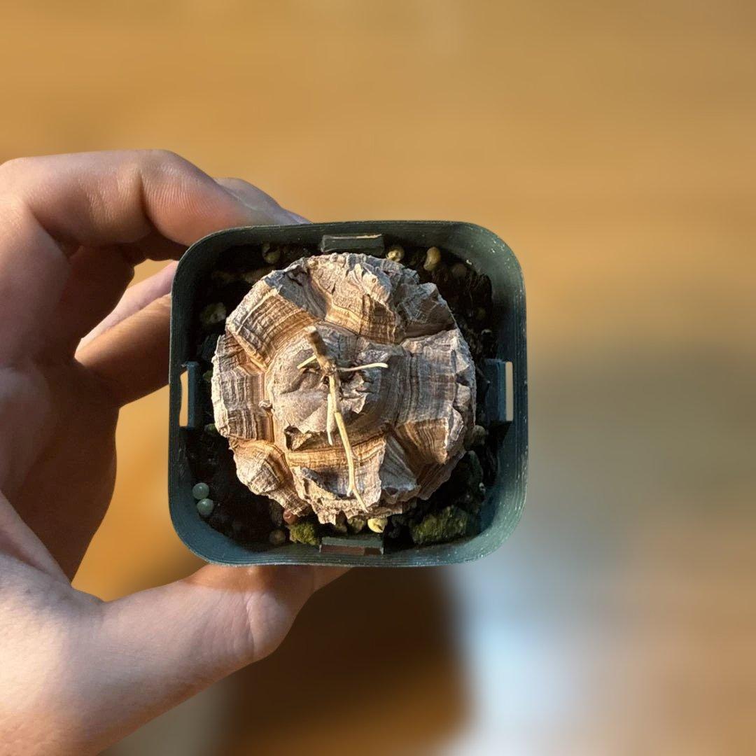 極上】アフリカ亀甲竜 7.5cmポット バキバキ 健康株 塊根植物 - メルカリ