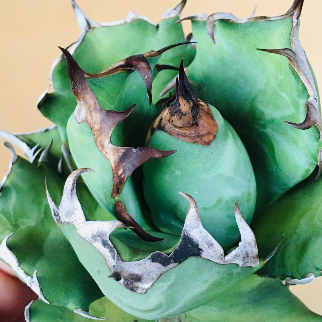 現地球TC】5 オアハカ オテロイ ドワーフコンパクト TC アガベ チタノタ