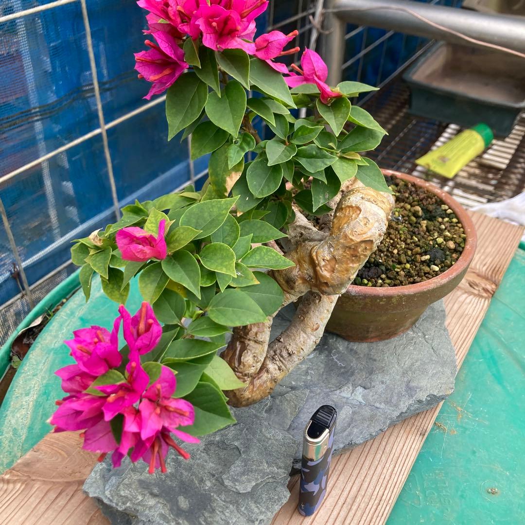 ブーゲンビリア 中型盆栽 キャンドル