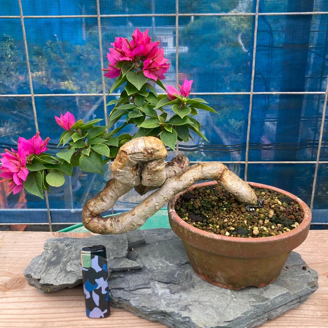 ブーゲンビリア 中型盆栽 キャンドル