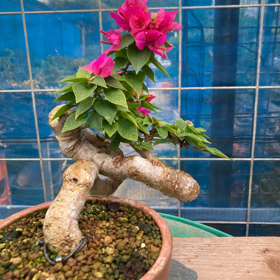 ブーゲンビリア 中型盆栽 キャンドル