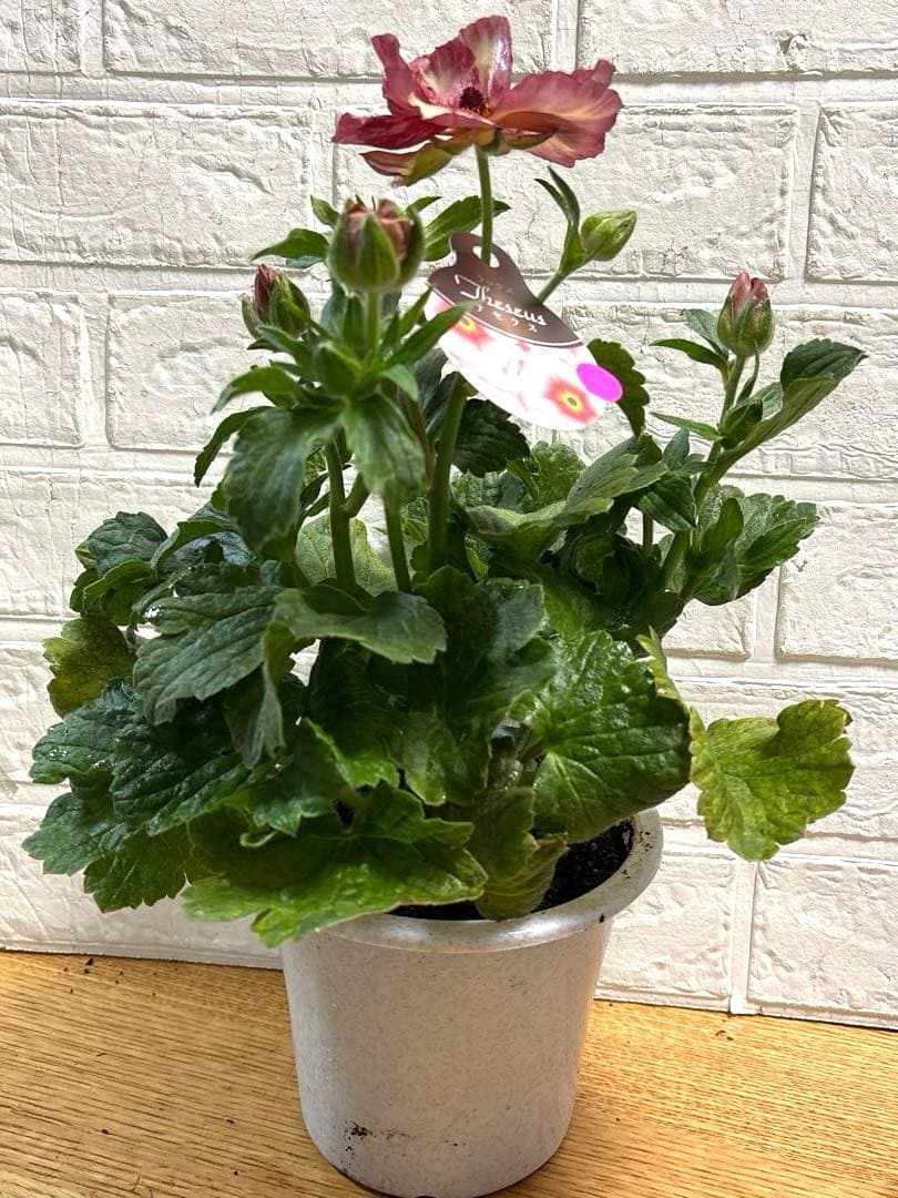 tama様専用ラナンキュラスラックス♡テセウス♡5号♡メルカリ便