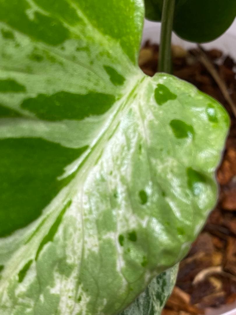 ②【将来有望株‼️】モンステラ デリシオーサ バルバソー フシギダネ