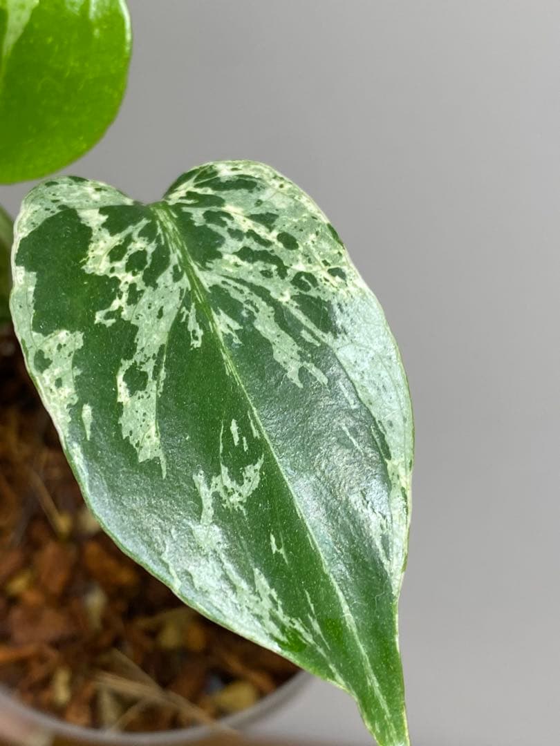 ②【将来有望株‼️】モンステラ デリシオーサ バルバソー フシギダネ