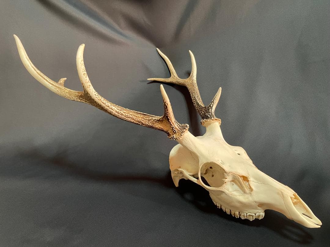 日本鹿】三段角の日本鹿の頭蓋骨 - メルカリ