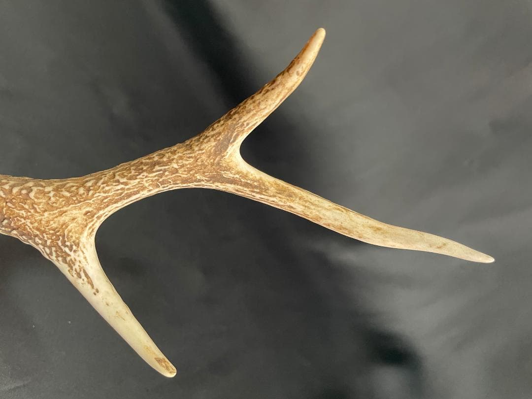 日本鹿】三段角の日本鹿の頭蓋骨 - メルカリ