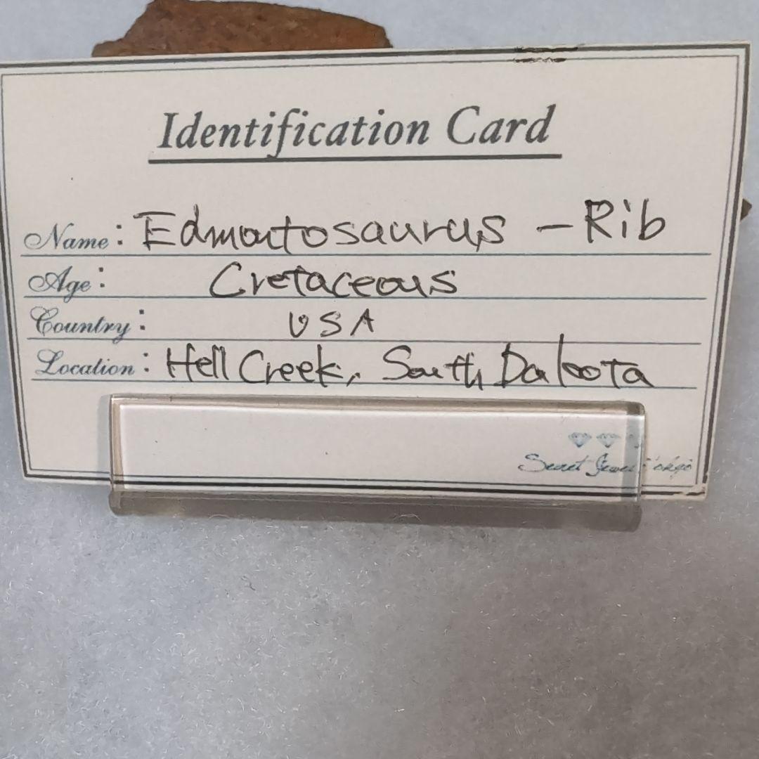 本物 恐竜 エドモントサウルスの助骨 化石 ヘルクリーク層 ネーム