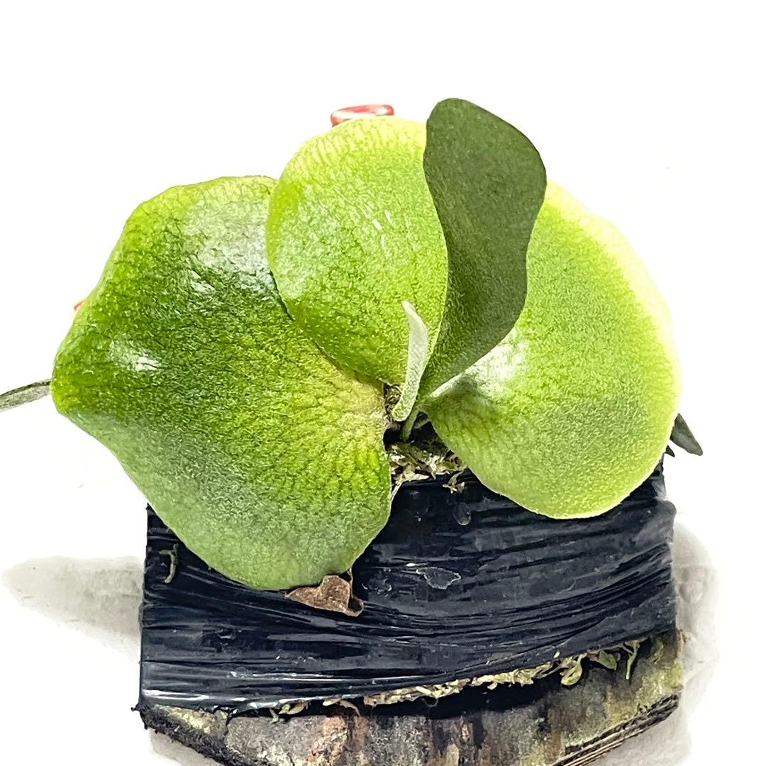 フーンシキ P.Foongsiqi ビカクシダ 胞子培養株55 - メルカリ