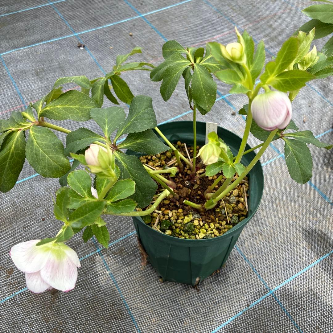 クリスマスローズ　超希少株　小輪かすりダブル　6寸