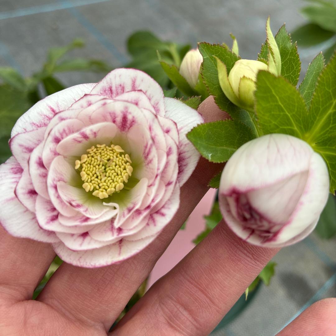 クリスマスローズ　超希少株　小輪かすりダブル　6寸