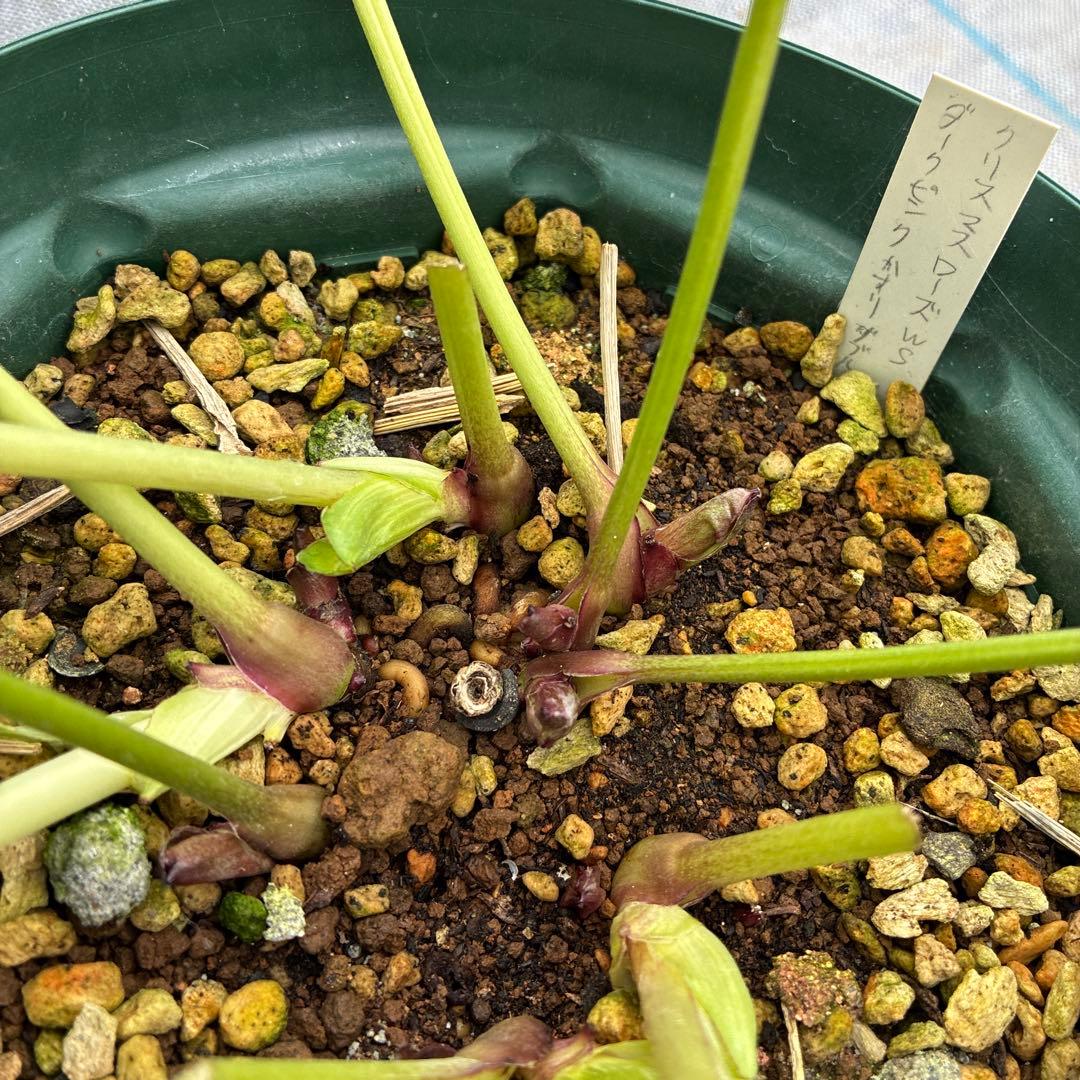 クリスマスローズ　超希少株　小輪かすりダブル　6寸